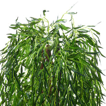 Load image into Gallery viewer, Lifelike Artificial Willow Tree 180cm Tall