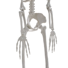 Load image into Gallery viewer, Poseable Skeleton Props for Halloween Party Decoration Halloween Living and Home