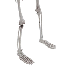 Load image into Gallery viewer, Poseable Skeleton Props for Halloween Party Decoration Halloween Living and Home
