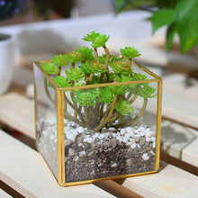 Load image into Gallery viewer, Cubic Glass Terrarium Micro Landscape Flower Pot