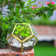 Load image into Gallery viewer, Geometric Glass Terrarium Succulents Container