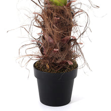 Load image into Gallery viewer, Artificial Palm Tree Fake Greenery Decoration for Home, PM0626