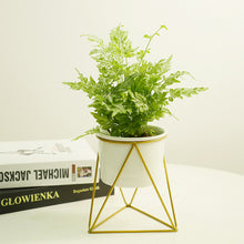 Load image into Gallery viewer, Garden Geometric Plant Stand Ceramic Pot Succulent Flower Iron Low Rack Holder