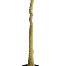 Load image into Gallery viewer, Artificial Lemon Tree Potted Plant Home Decoration

