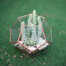 Load image into Gallery viewer, Geometric Terrarium Plant Glass Container
