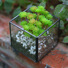 Load image into Gallery viewer, Cubic Glass Terrarium Micro Landscape Flower Pot
